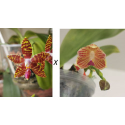 Phalaenopsis (amboinensis x...