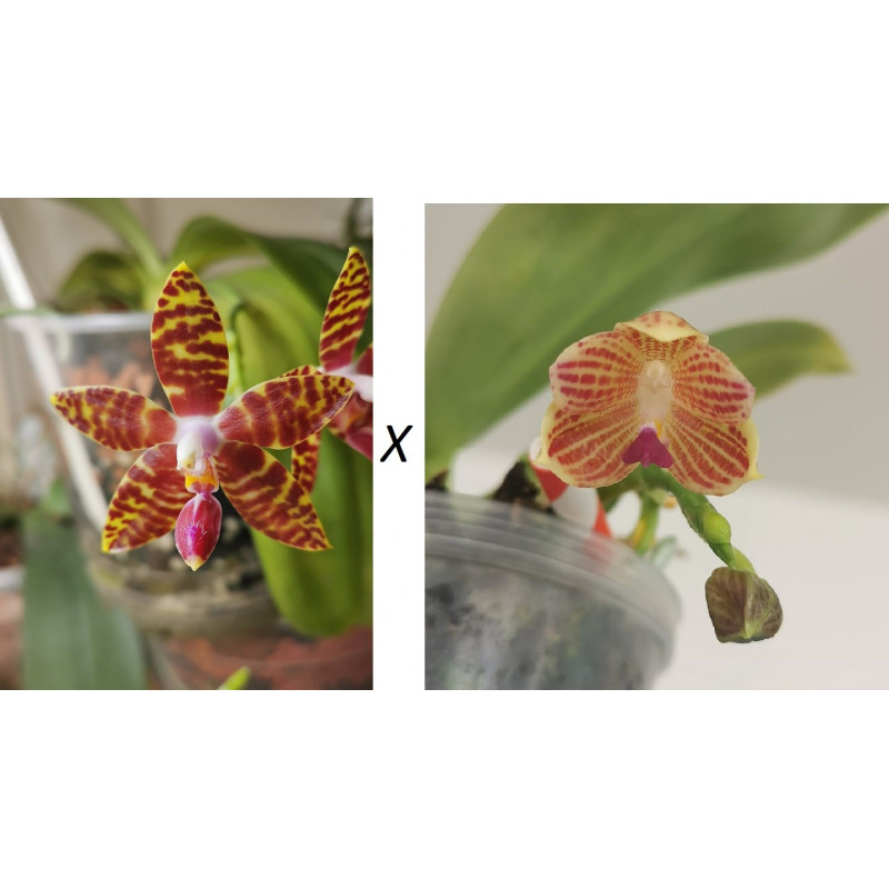 Phalaenopsis (amboinensis x lueddemanniana) x javanica