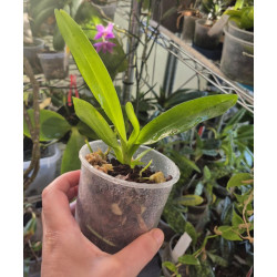 aeranthes grandiflora