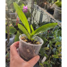 aeranthes grandiflora