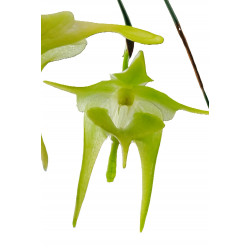 aeranthes grandiflora
