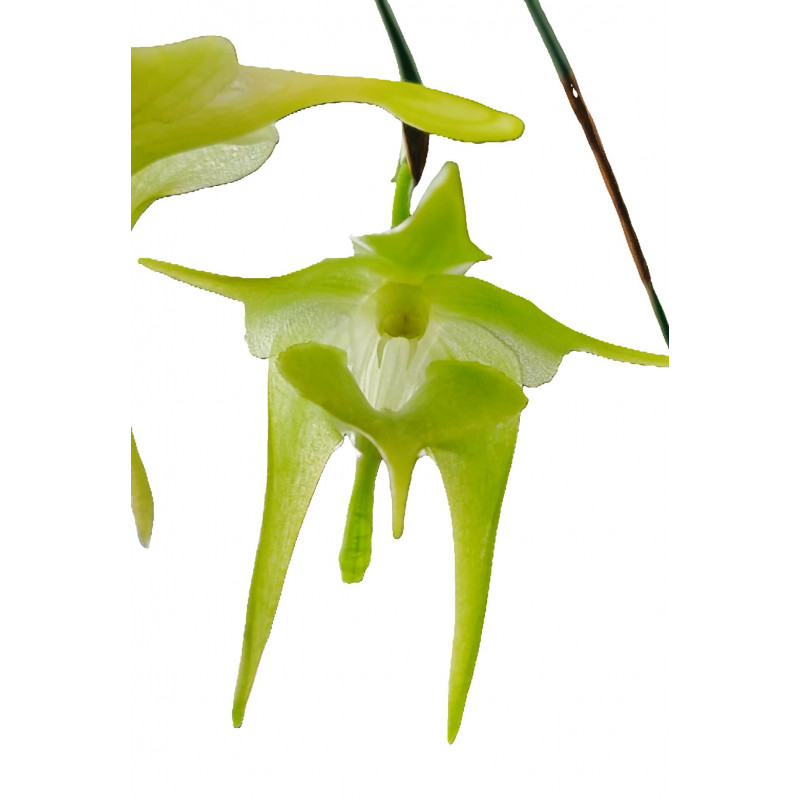 aeranthes grandiflora