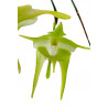 aeranthes grandiflora