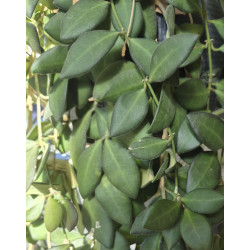 Hoya burtoniae DS-70