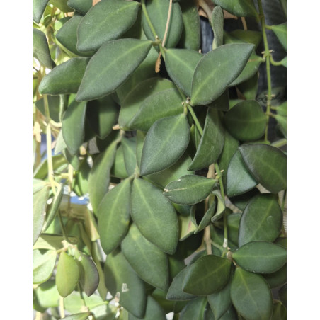 Hoya burtoniae DS-70