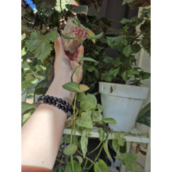 Hoya burtoniae DS-70