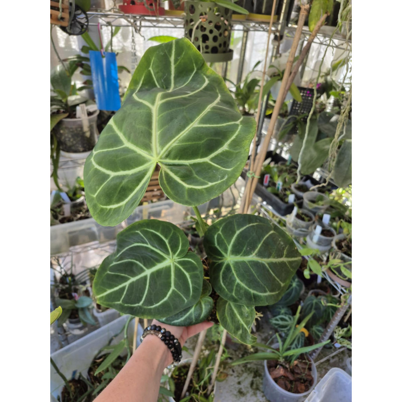 anthurium magnificum