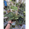 anthurium magnificum