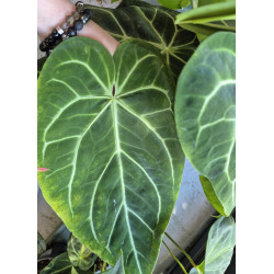 anthurium magnificum