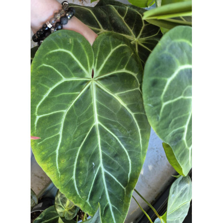 anthurium magnificum