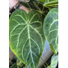 anthurium magnificum