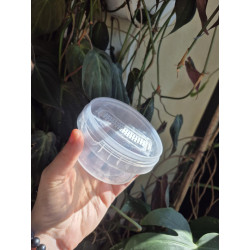 Second hand - Micropropagation Box 210ml - sowing