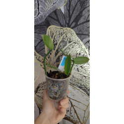 vanilla dressleri