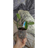 vanilla dressleri