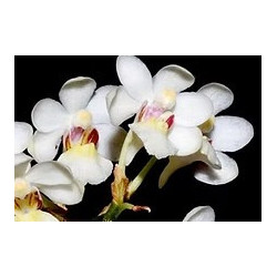 Holcoglossum rupestre