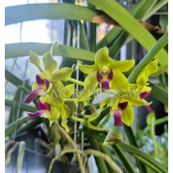 sweetara wong yit hoe  -  Vandachostylis Luke Thai × Paraphalaenopsis denevei