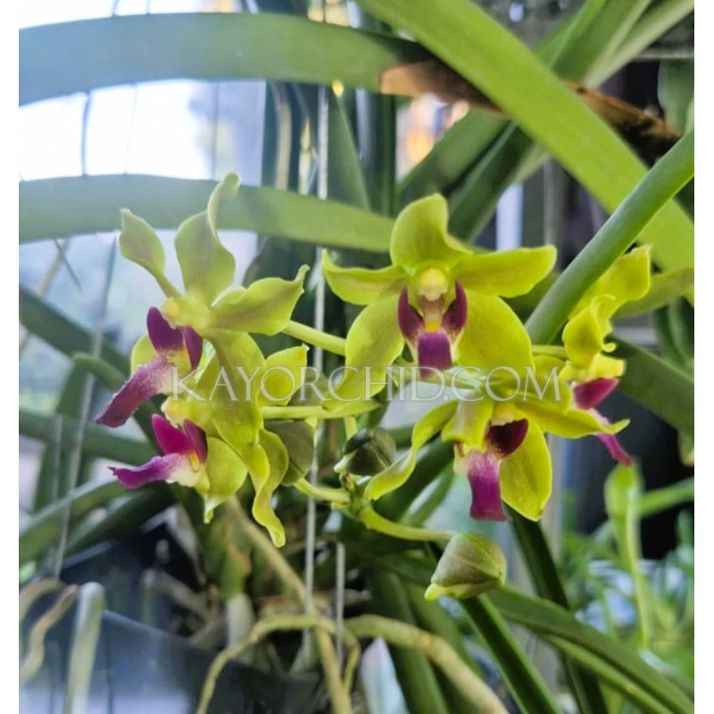 sweetara wong yit hoe  -  Vandachostylis Luke Thai × Paraphalaenopsis denevei