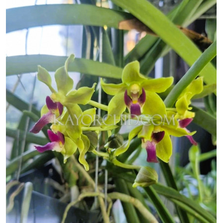 sweetara wong yit hoe  -  Vandachostylis Luke Thai × Paraphalaenopsis denevei