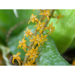 Microterangis hildebrandtii