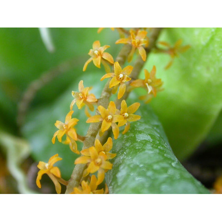 Microterangis hildebrandtii