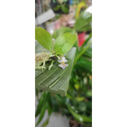 phalaenopsis appendiculata