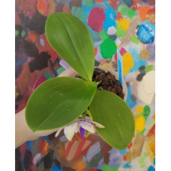 phalaenopsis LL Blue Lyli 3678