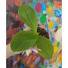 phalaenopsis LL Blue Lyli 3678