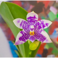 phalaenopsis LL Blue Lyli 3678