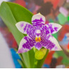 phalaenopsis LL Blue Lyli 3678