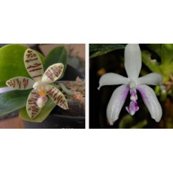 phalaenopsis fimbriata x sumatrana - Fimbritrana