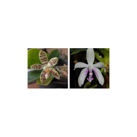 phalaenopsis fimbriata x sumatrana - Fimbritrana