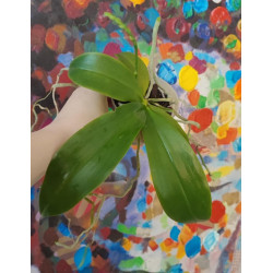 phalaenopsis fimbriata x sumatrana - Fimbritrana