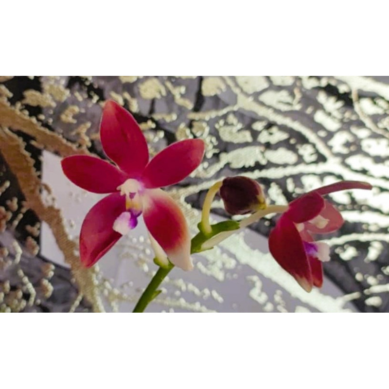 Phalaenopsis speciosa