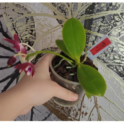 Phalaenopsis speciosa