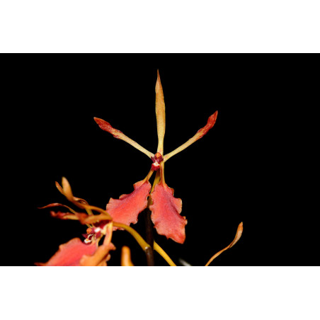 renanthera monachica