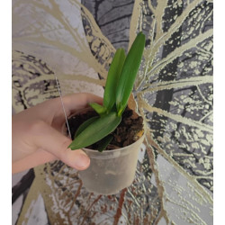 renanthera monachica