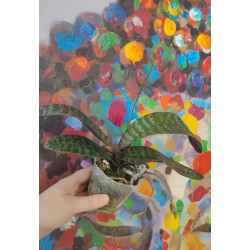 phalaenopsis philippinensis