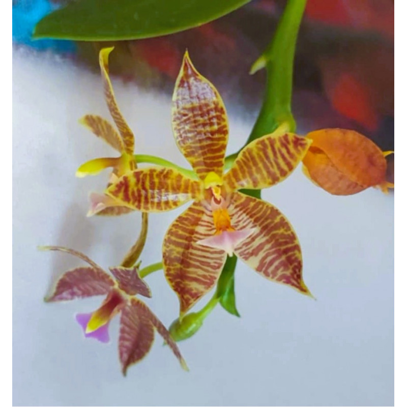 phalaenopsis cornu-cervi x hieroglyphica