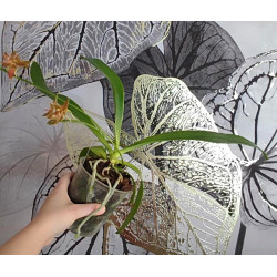 phalaenopsis cornu-cervi x hieroglyphica