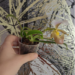 paphiopedilum barbigerum