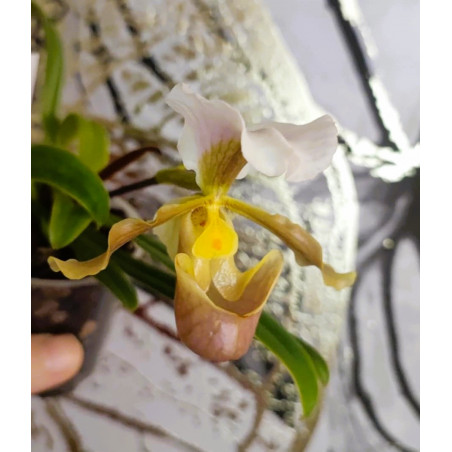 paphiopedilum barbigerum