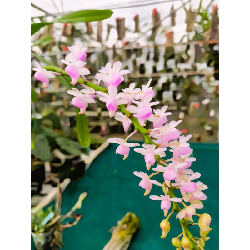 aerides quinquevulnera