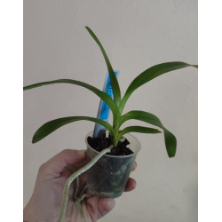 aerides quinquevulnera