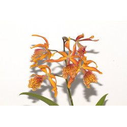 Myrmecatavola Frances Fox