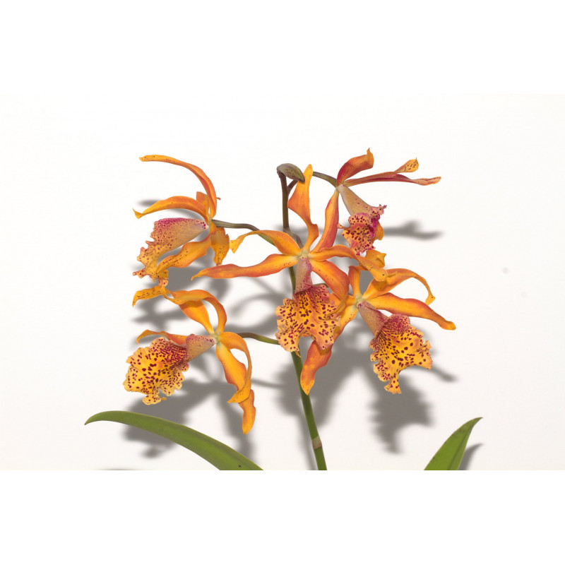 Myrmecatavola Frances Fox