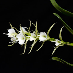 oeoniella polystachys