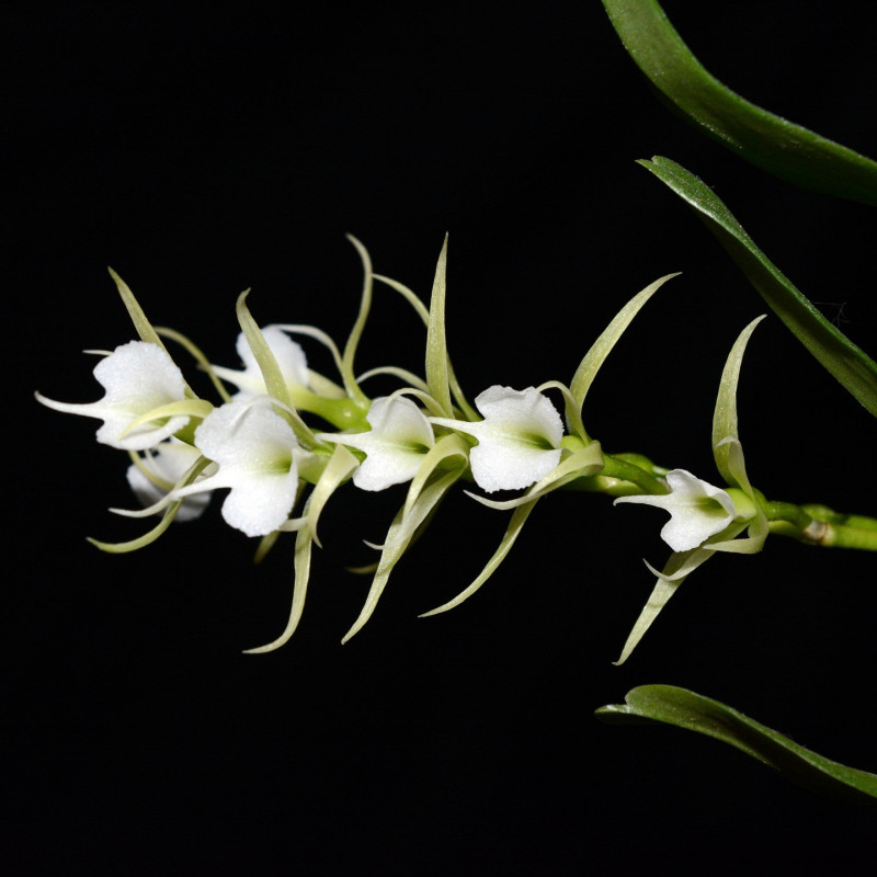 oeoniella polystachys