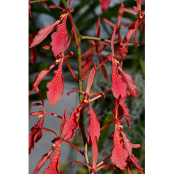 renanthera imschootiana