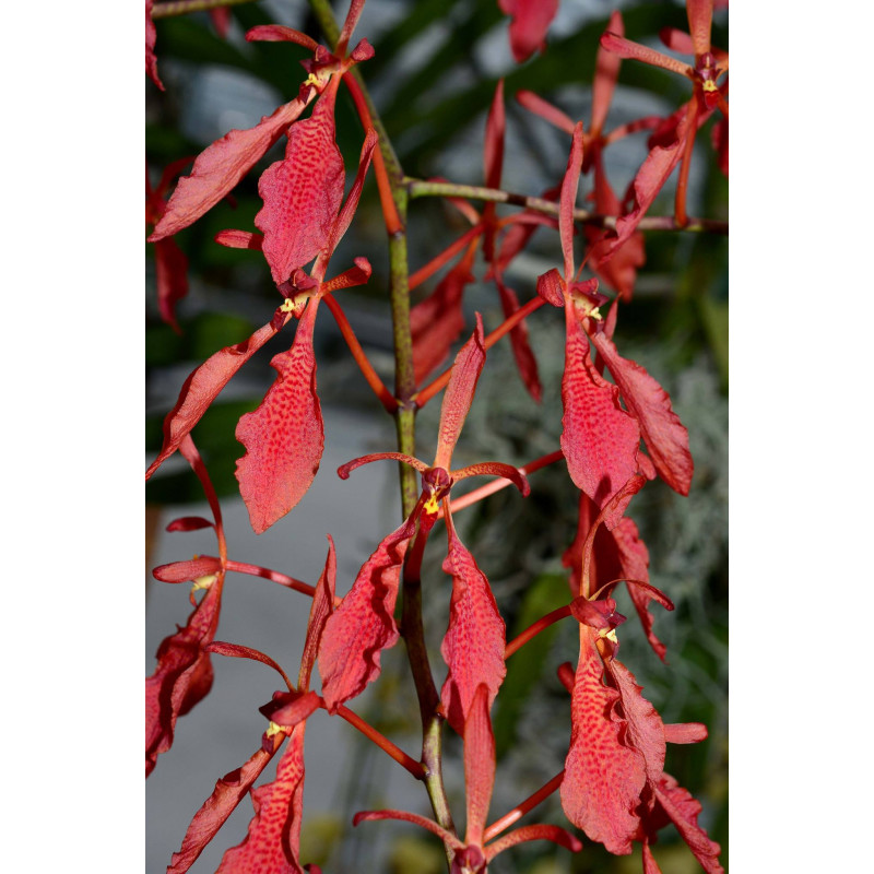 renanthera imschootiana