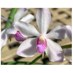 vanda coerulescens dark x holcoglossum flavescens